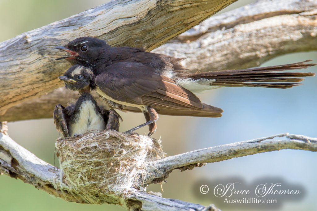 Willy Wagtail at nest