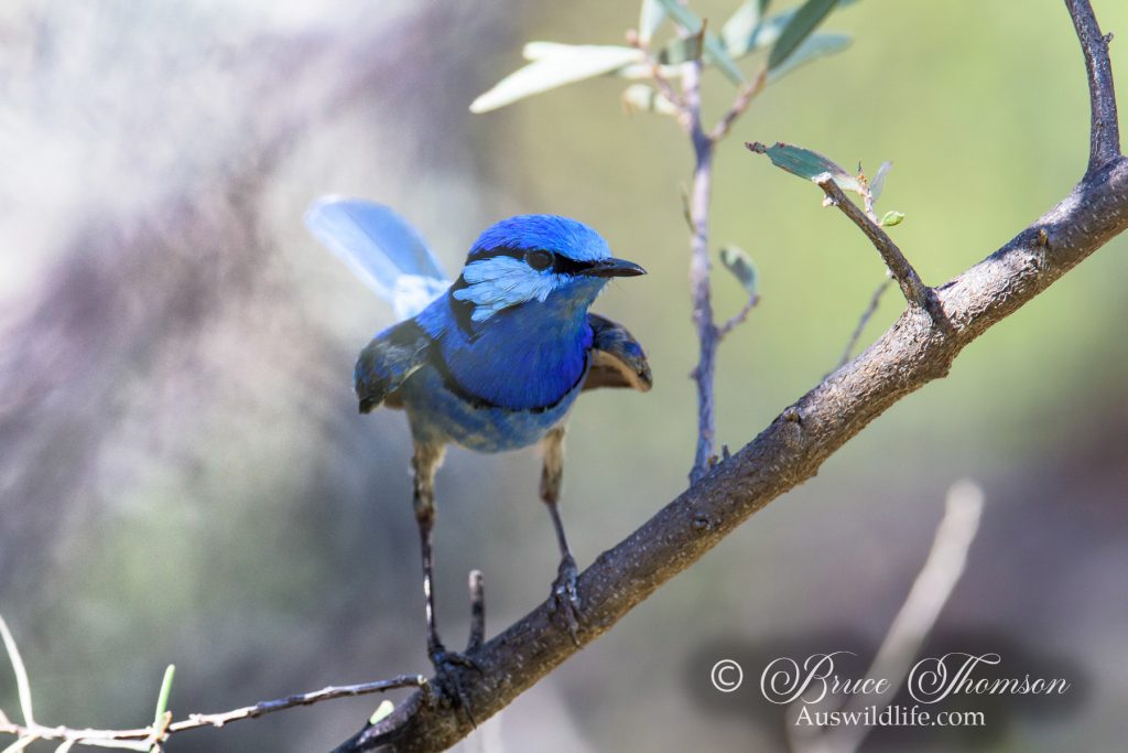 Splendid Fairy-wren (male)