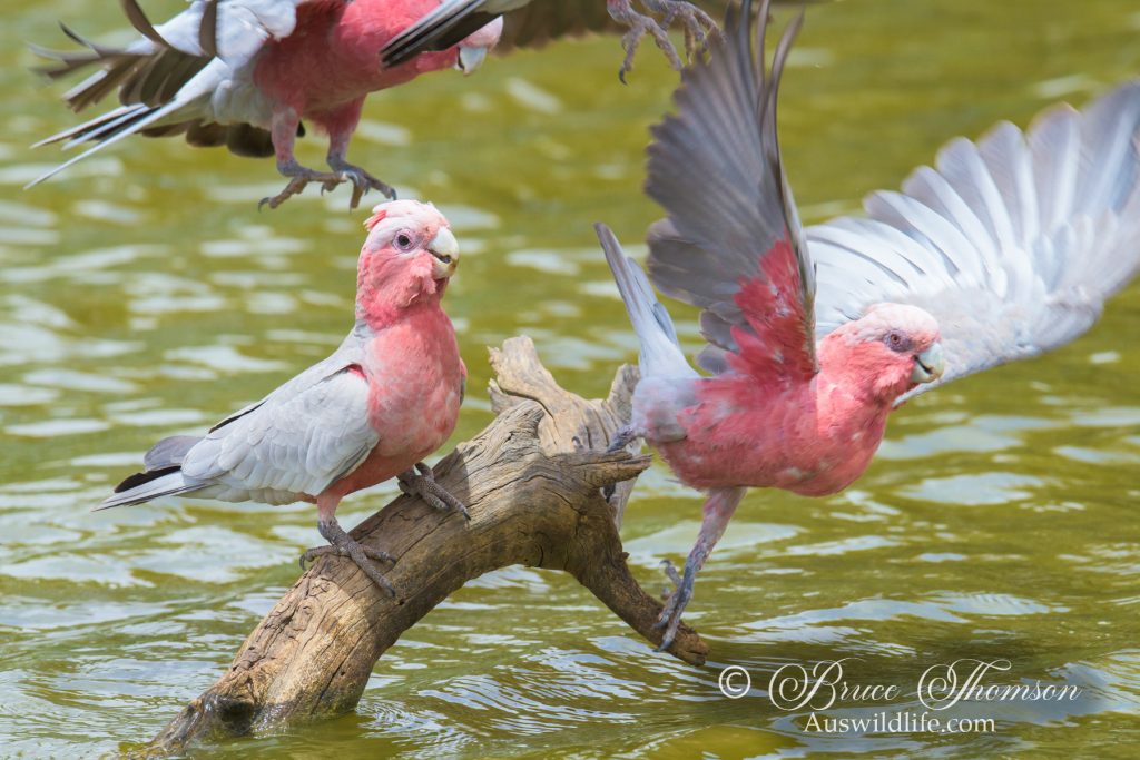 Galahs