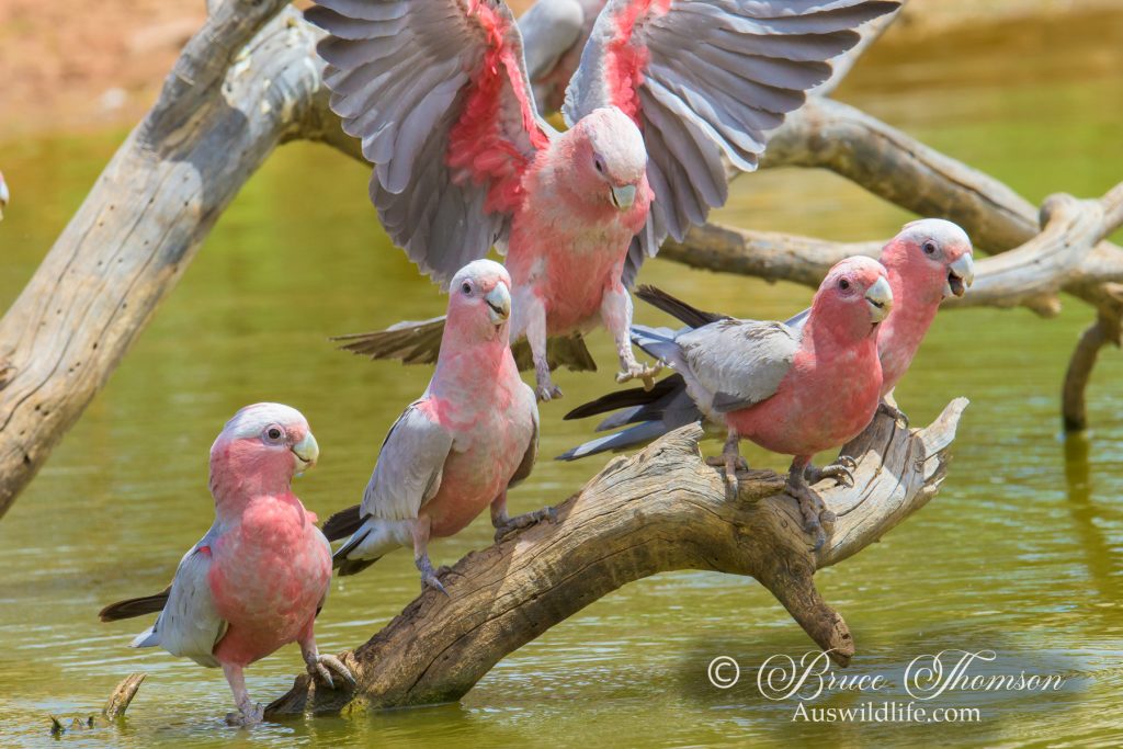 Galahs