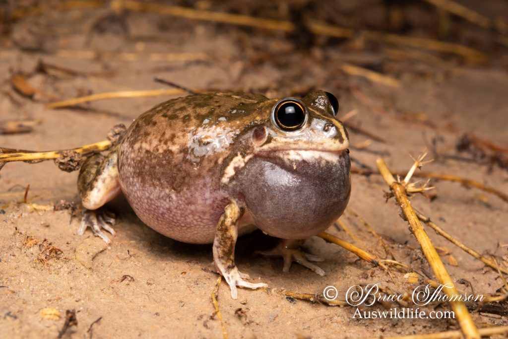Green-striped Frog (Cyclorana alboguttata)
