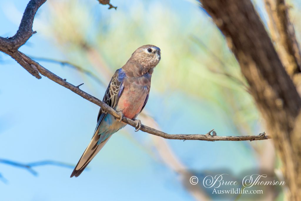 Bourke's Parrot