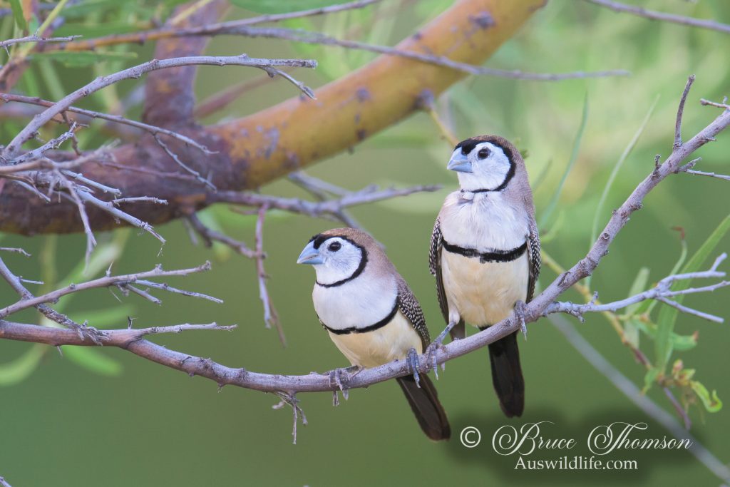 Double-barred Finches