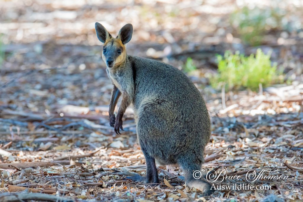 Swamp Wallaby (Wallabia bicolor)