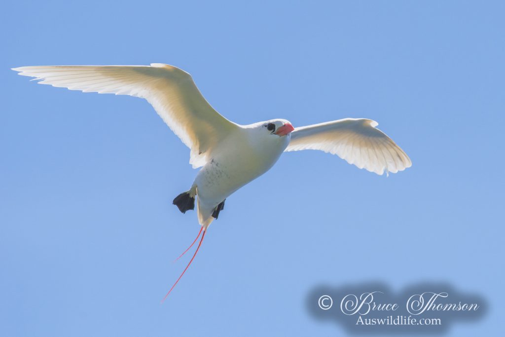Red-tailed Tropicbird