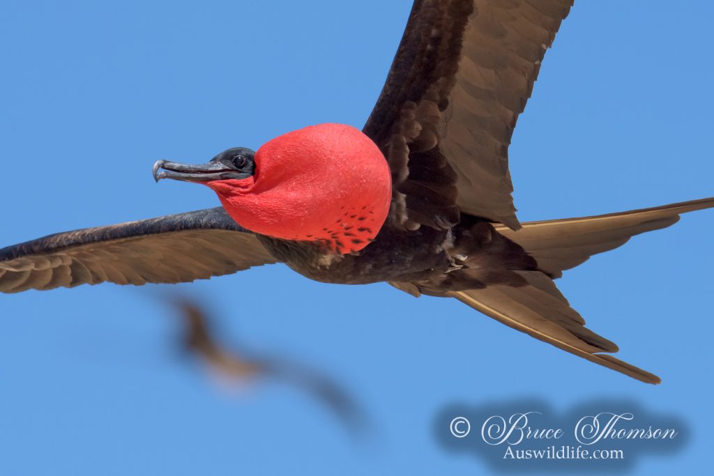 Great Frigatebird