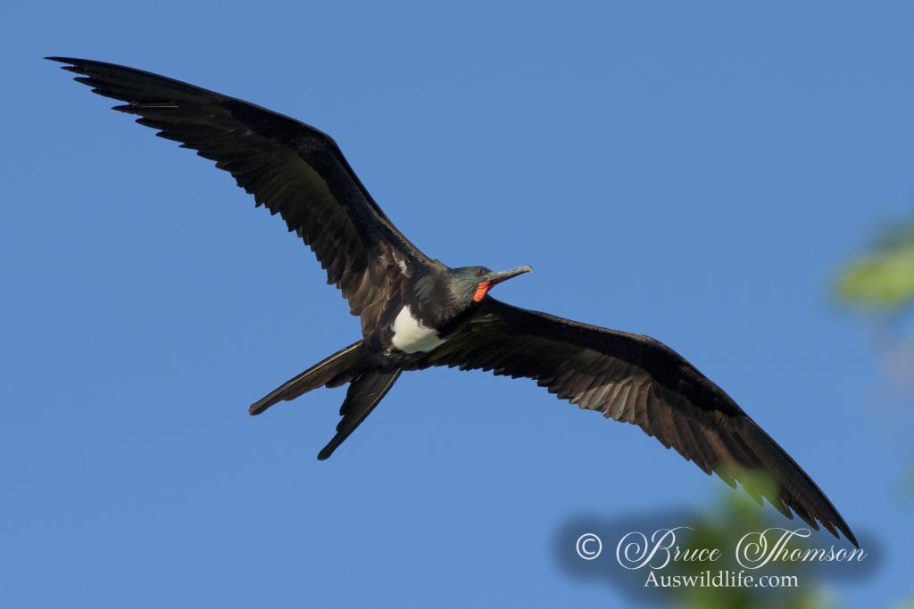 Christmas Island Frigatebird