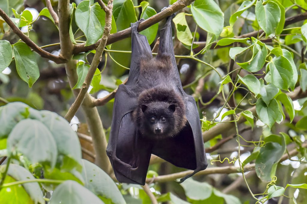 Christmas Island Flying Fox (Pteropus natalis)