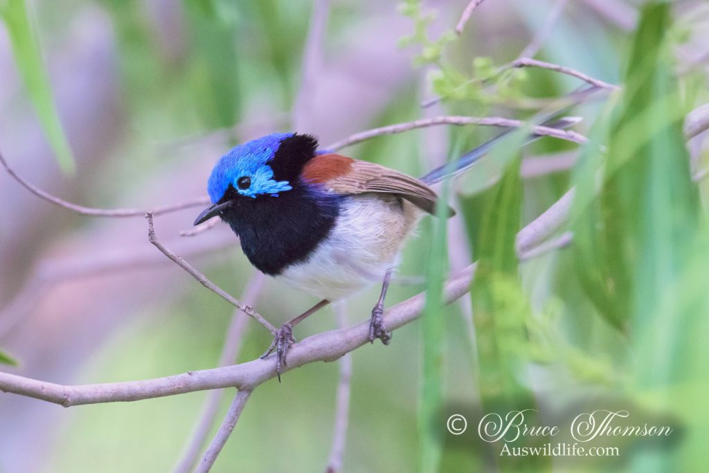 Purple-backed Fairywren