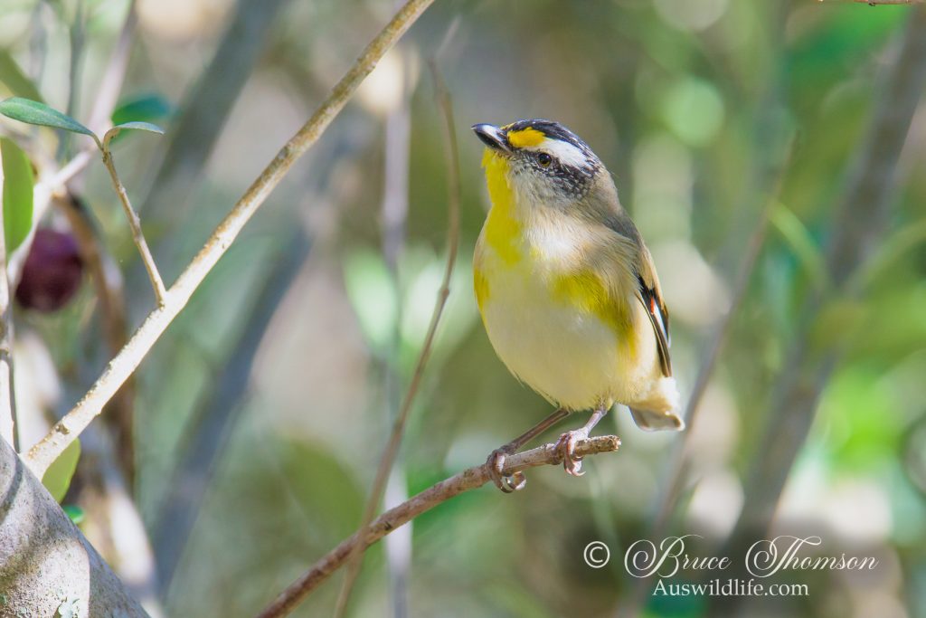 Striated Pardalote