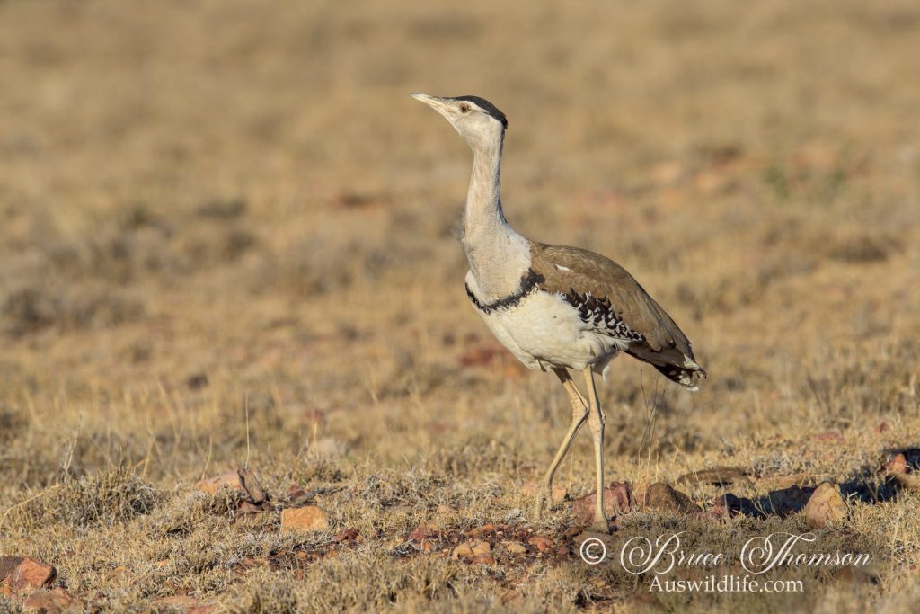 Australian Bustard