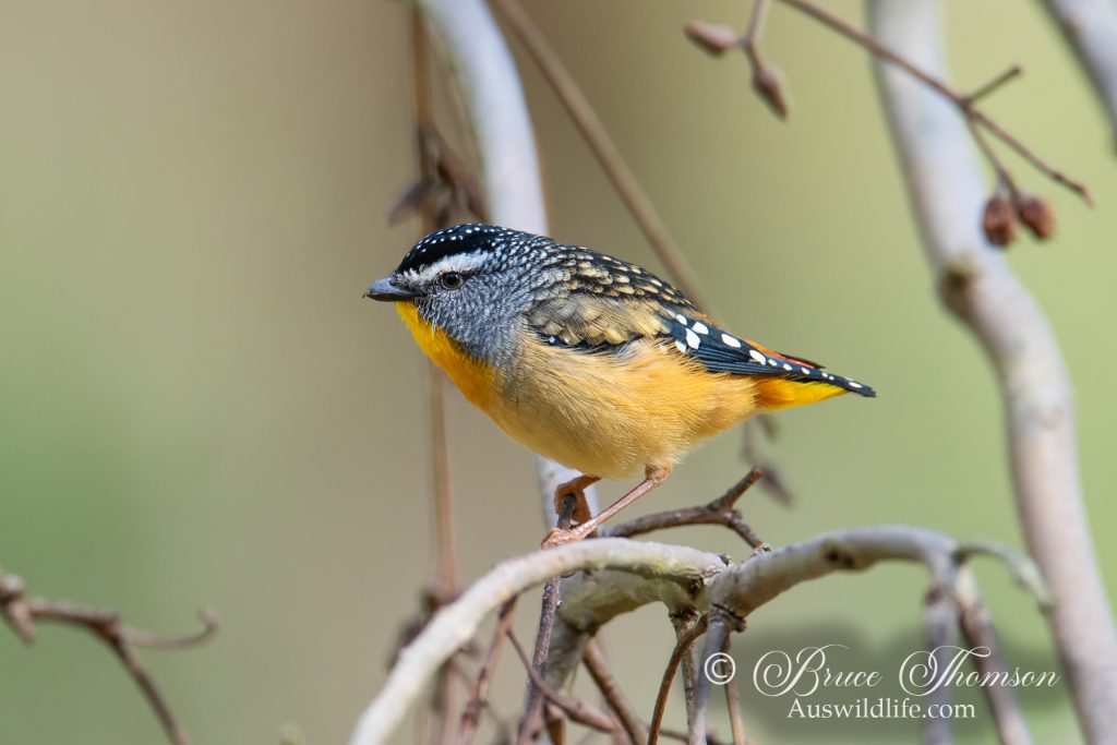Spotted Pardalote (male)