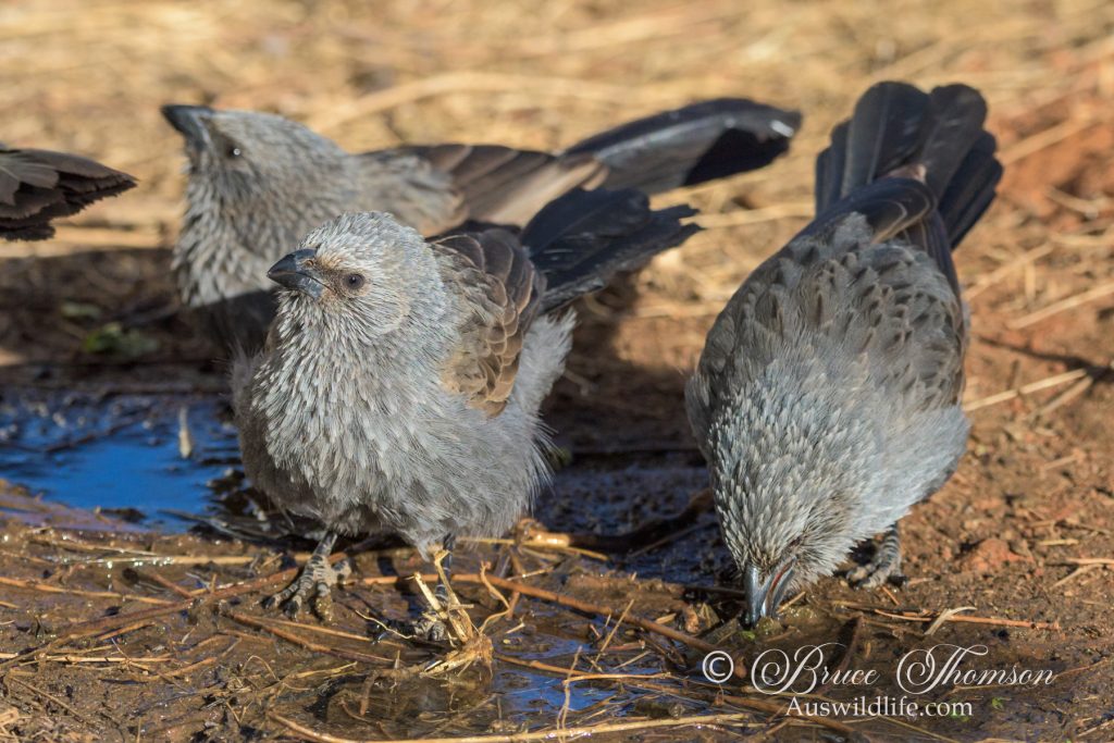 Apostlebirds