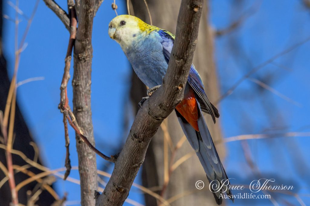 Pale-headed Rosella