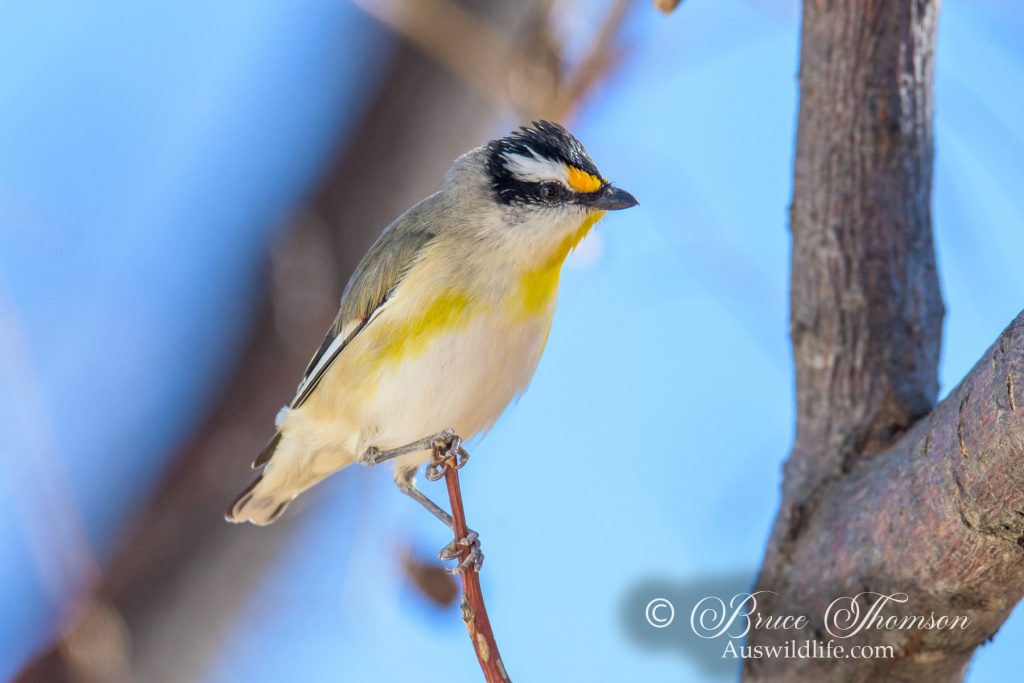 Striated Pardalote