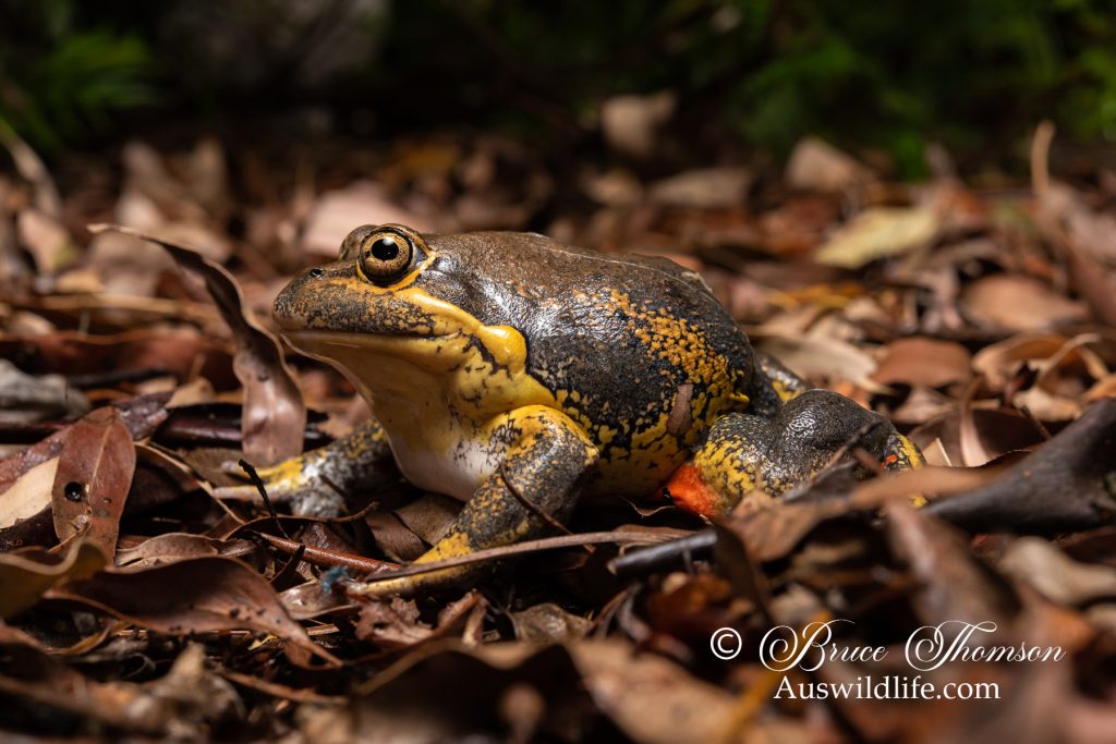 Superb Banjo Frog (Limnodynastes terrareginae)