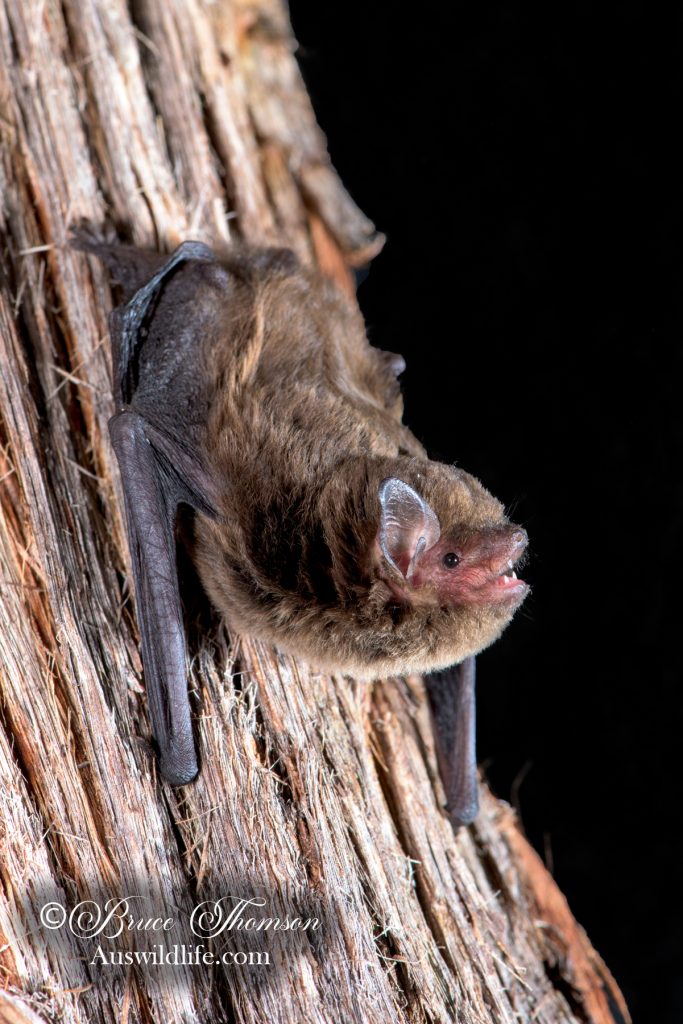 Large Forest Bat (Vespadelus darlingtoni)