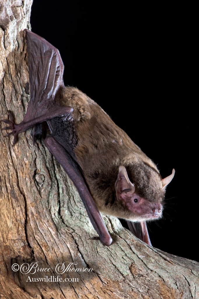 Eastern False Pipistrelle (Falsistrellus tasmaniensis)