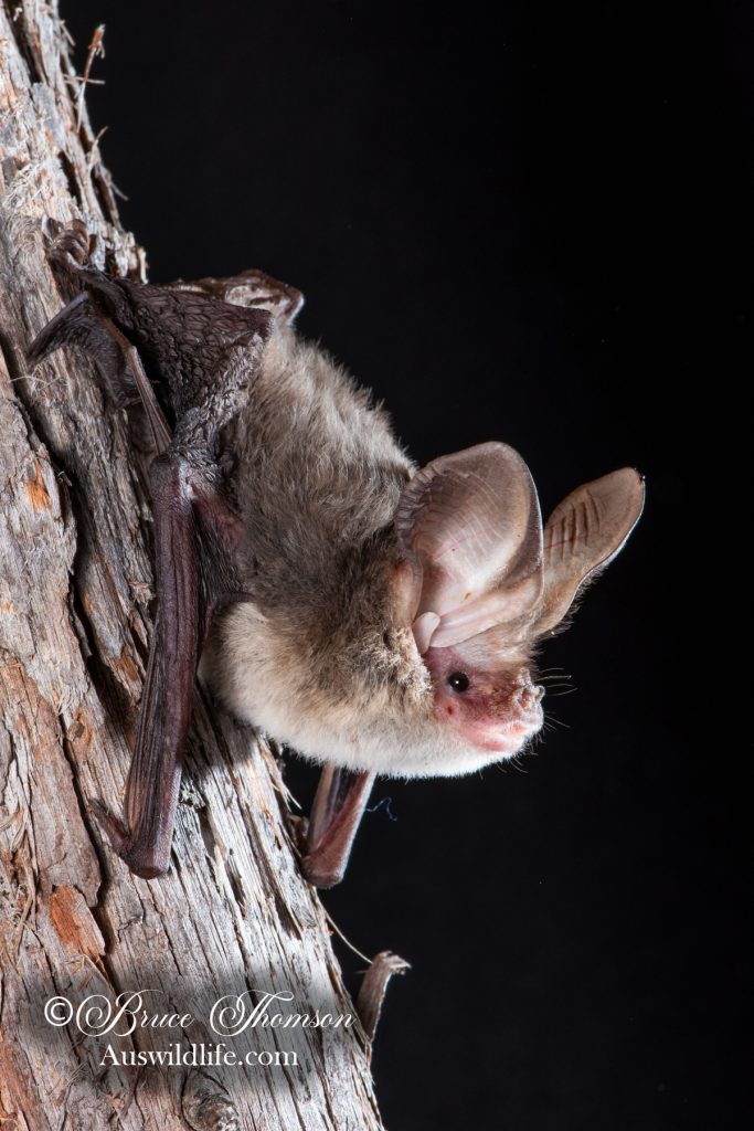 Gould's Long-eared Bat (Nyctophilus gouldi)