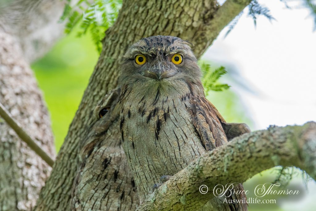 Tawny Frogmouth
