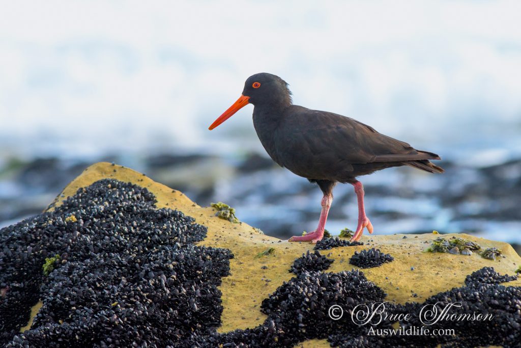 Sooty Oystercatcher