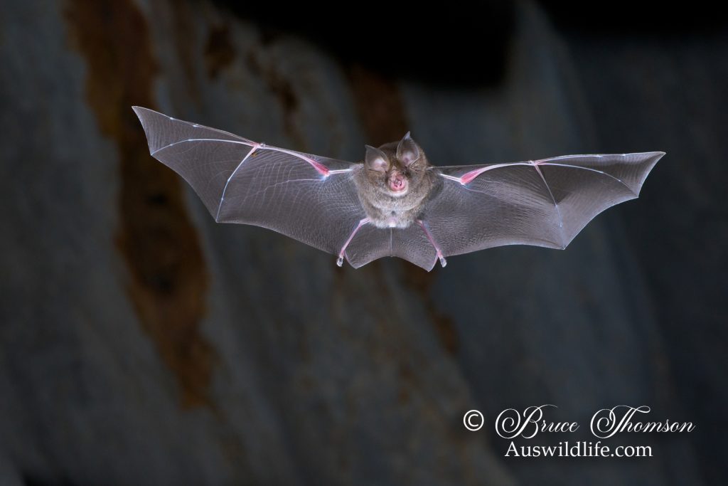 Eastern Horseshoe Bat (Rhinolophus megaphyllus)