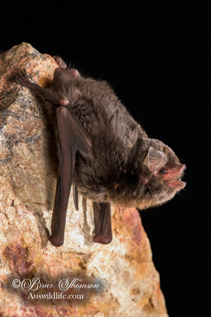 Little Long-fingered (Bentwing) Bat (Miniopterus australis)