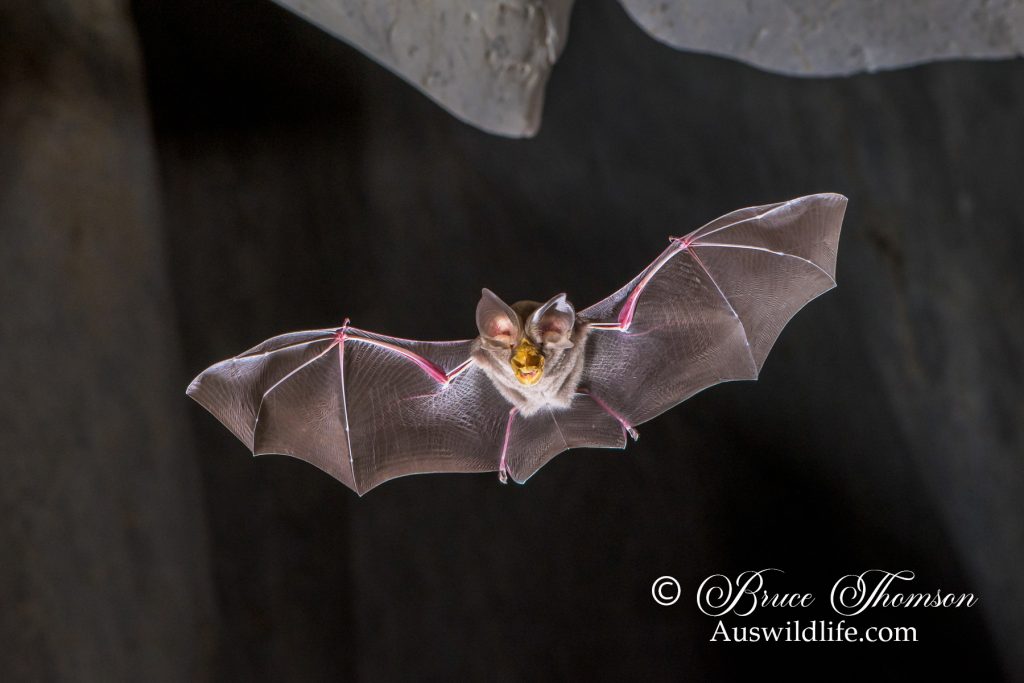 Large-eared Horseshoe Bat (Rhinolophus robertsi)
