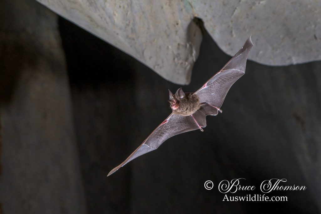 Eastern Horseshoe Bat (Rhinolophus megaphyllus)