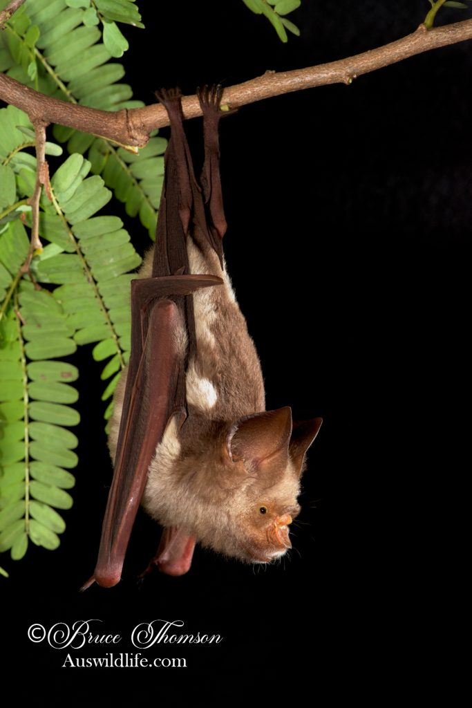Diadem Leaf-nosed Bat (Hipposideros diadema)
