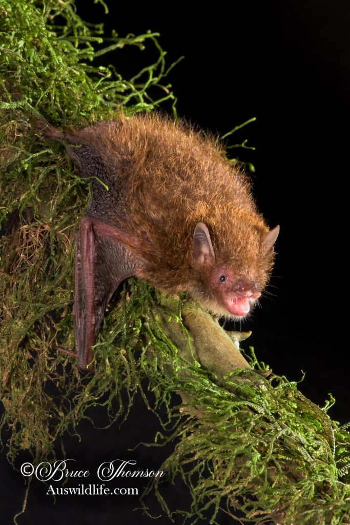 Flute-nosed Bat (Murina florium)