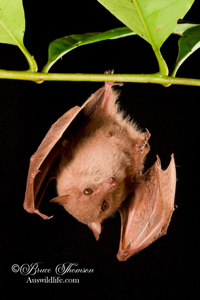 Southern Blossom Bat (Syconycteris australis)