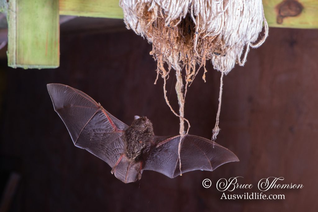 Golden-tipped Bat (Phoniscus papuensis)