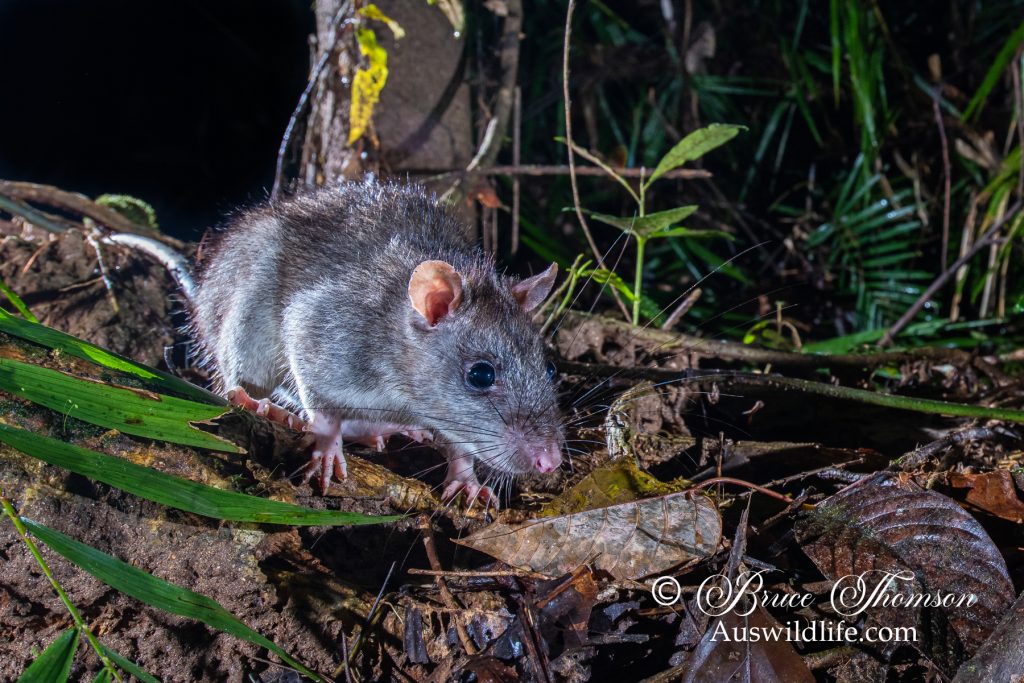 Giant White-tailed Rat (Uromys caudimaculatus)