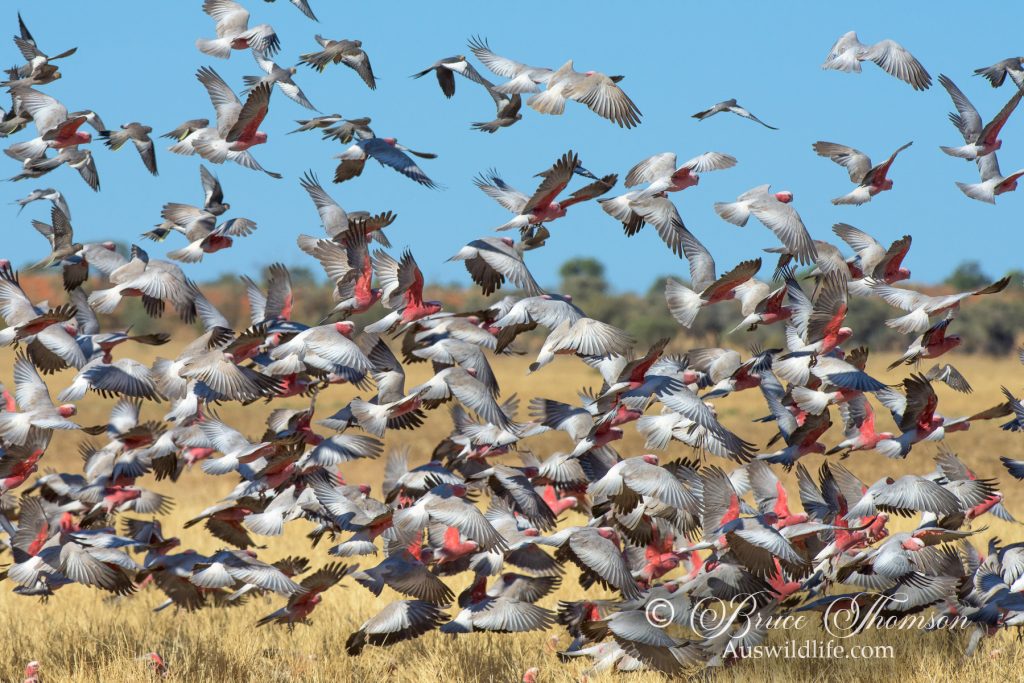 Galahs