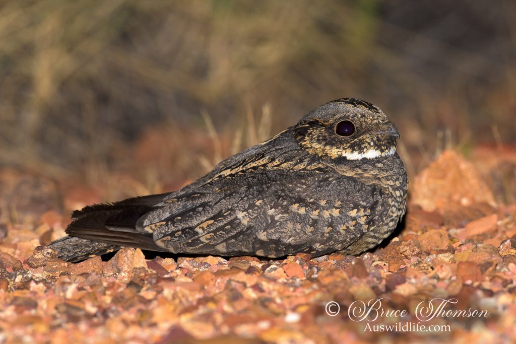 Spotted Nightjar