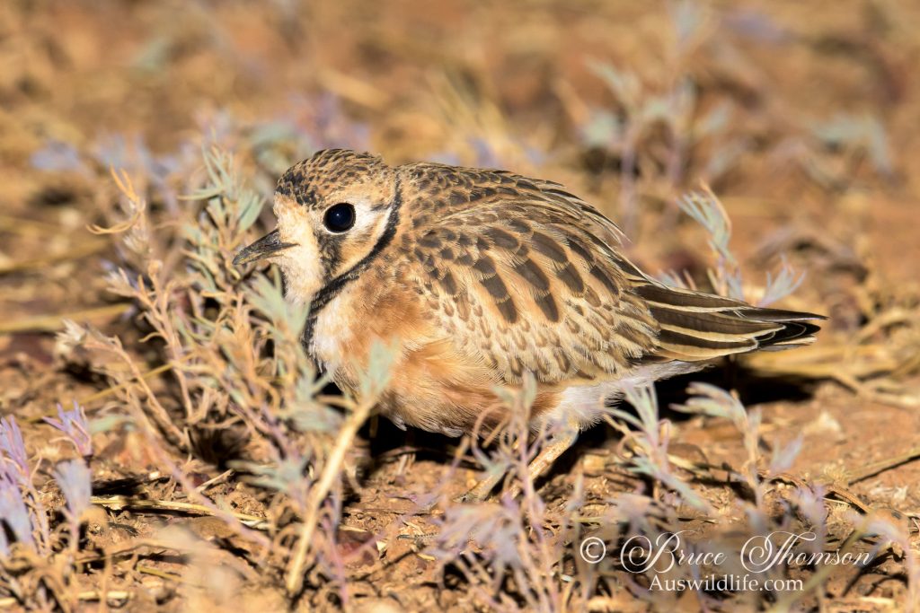 Inland Dotterel