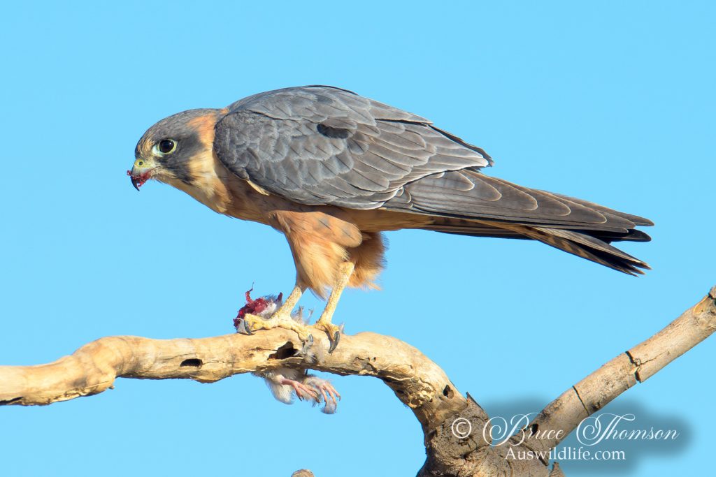Australian Hobby