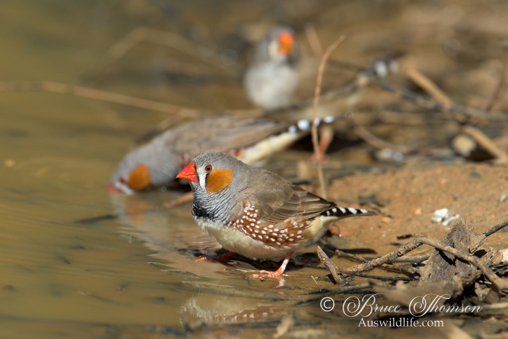 Zebra Finch (male)