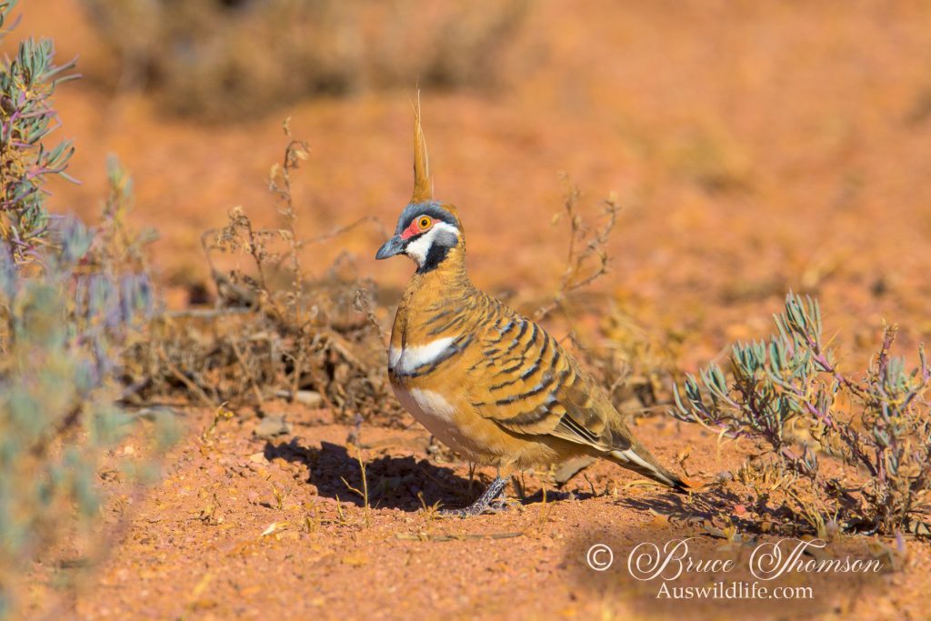 Spinifex Pigeon