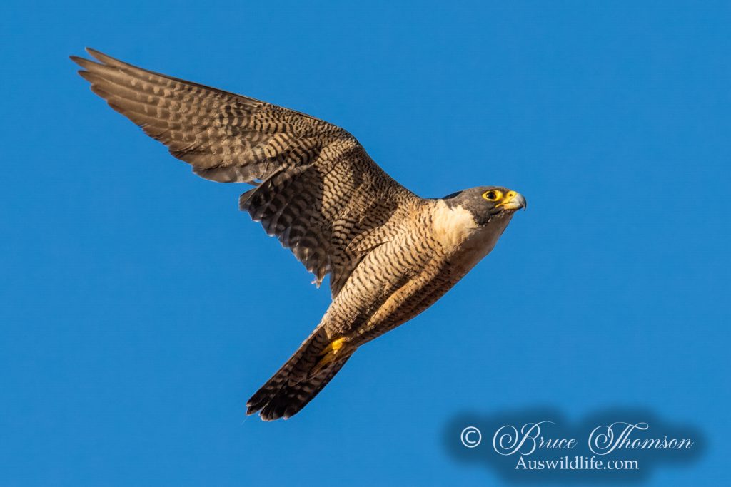Peregrine Falcon