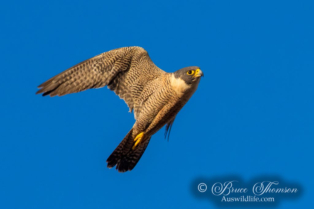 Peregrine Falcon