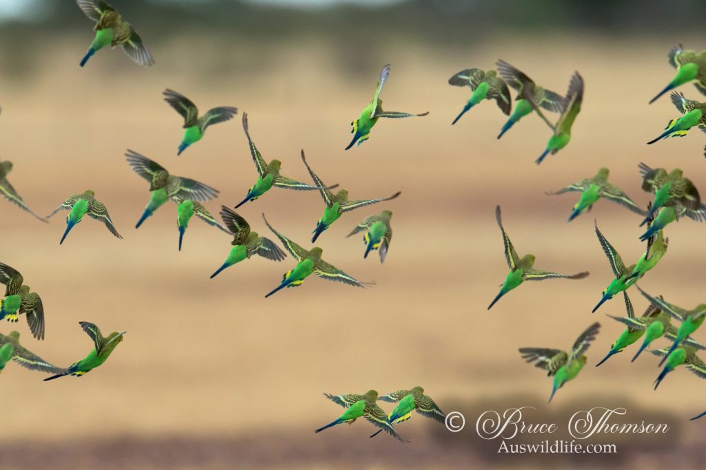 Budgerigars in flight