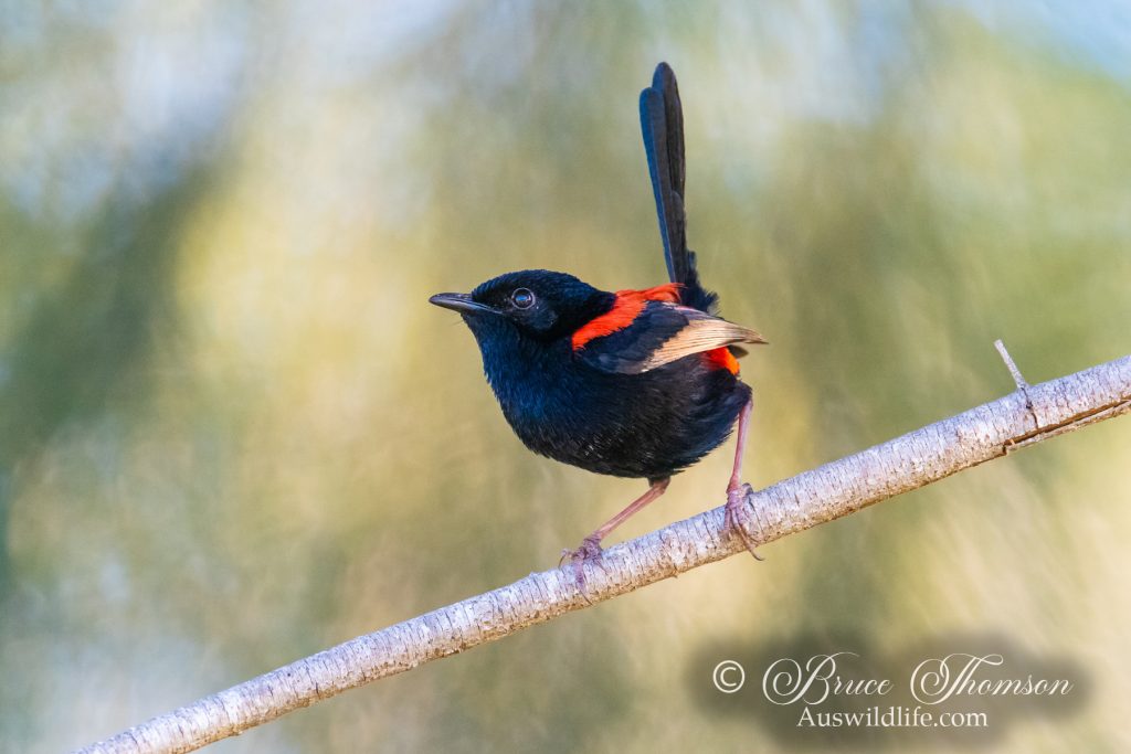 Red-backed Fairy-wren