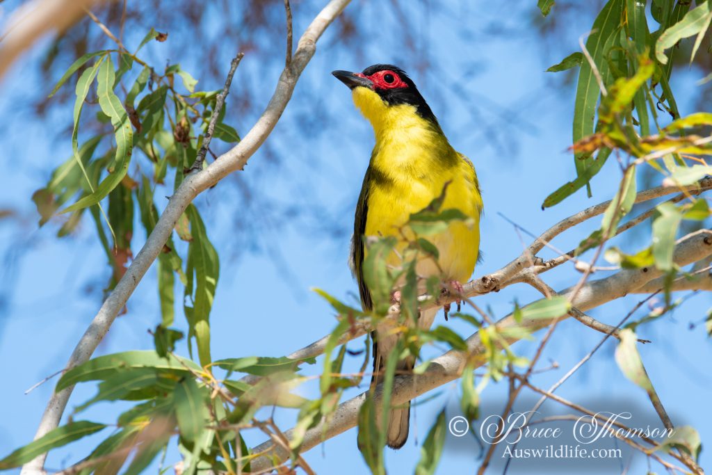 Australasian Figbird (male, northern ssp.)