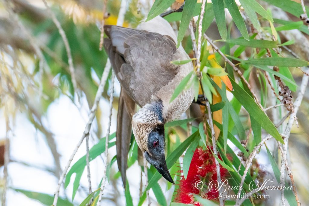 Helmeted Friarbird
