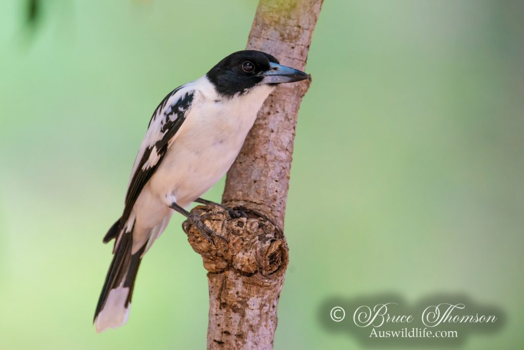 Black-backed Butcherbird