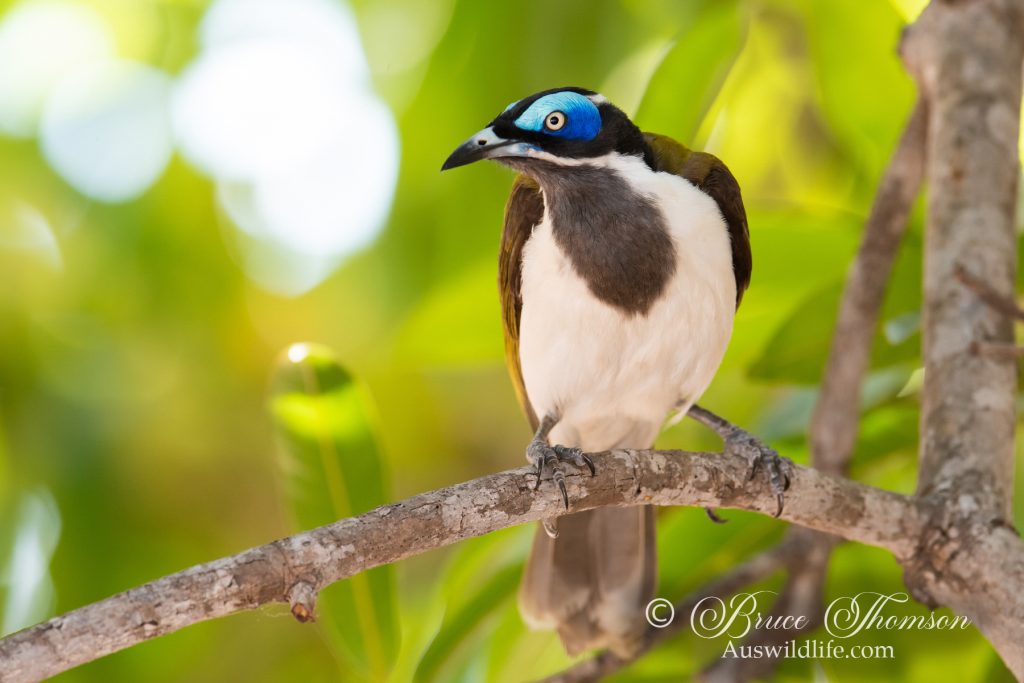 Blue-faced Honeyeater