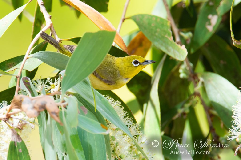 Yellow White-eye
