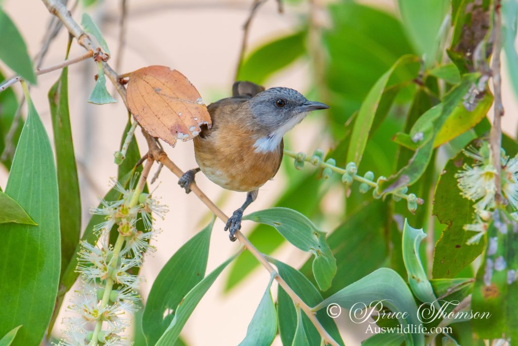 Rufous-banded Honeyeater